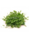 Tapis hydrocotyle cf. tripartita  - 2