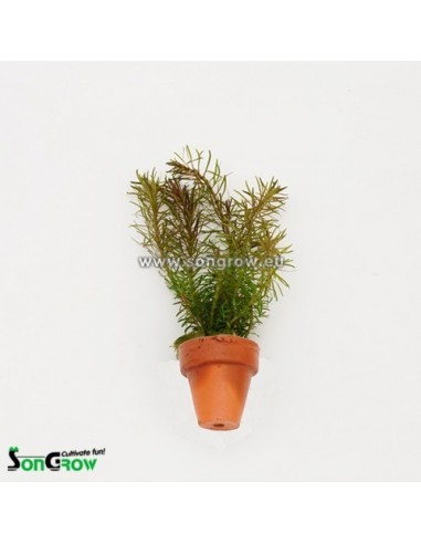 Rotala wallichii 3,50 €