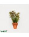 Rotala wallichii - Aquabota.com