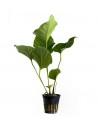 Anubias hastifolia  - 1