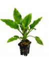 Lagenandra Sp. Green  - 1
