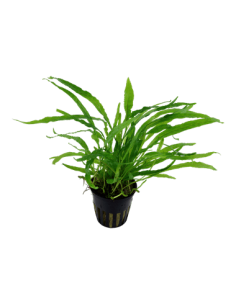 Microsorum minor  - 1