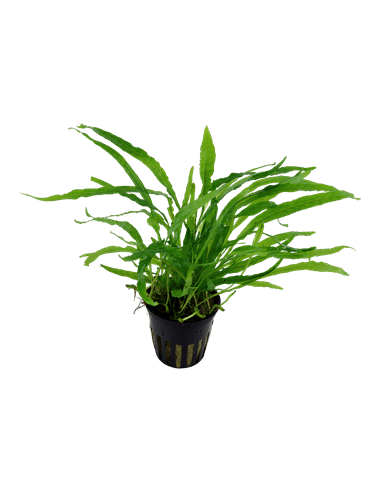 Microsorum minor  - 1