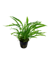 Microsorum minor  - 1