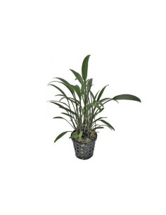 Cryptocoryne amicorum  - 1