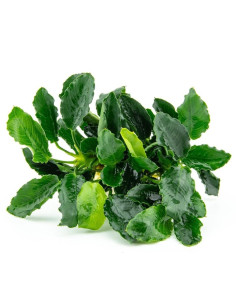 Anubias Kirin Tropica - 1