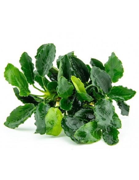Anubias Kirin Tropica - 1