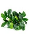 Anubias Kirin Tropica - 1