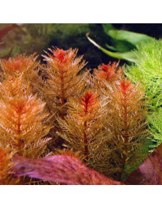 Myriophyllum Mattogrossense  - 2