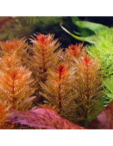 Myriophyllum Mattogrossense  - 2