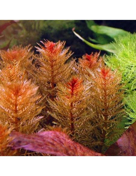 Myriophyllum Mattogrossense  - 2