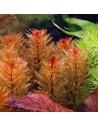 Myriophyllum Mattogrossense  - 2