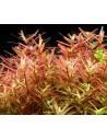 Rotala species 'Yao Yai'  - 2