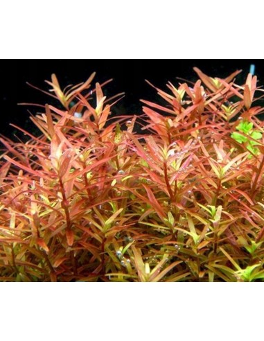 Rotala sp.'Yao Yai'- In Vitro Cup  - 2