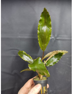 lagenandra sp. keralensis  - 1