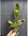 lagenandra sp. keralensis  - 1