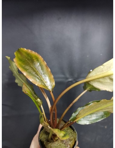 lagenandra sp. keralensis  - 2