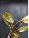 lagenandra sp. keralensis  - 2