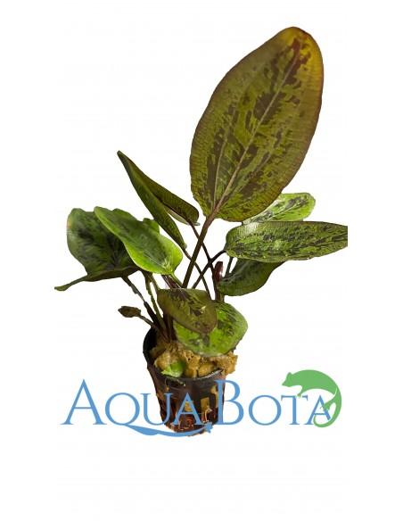 Echinodorus Chocolate Marble  - 1