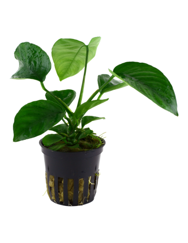 anubias coffeefolia  - 1