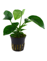 anubias coffeefolia  - 1