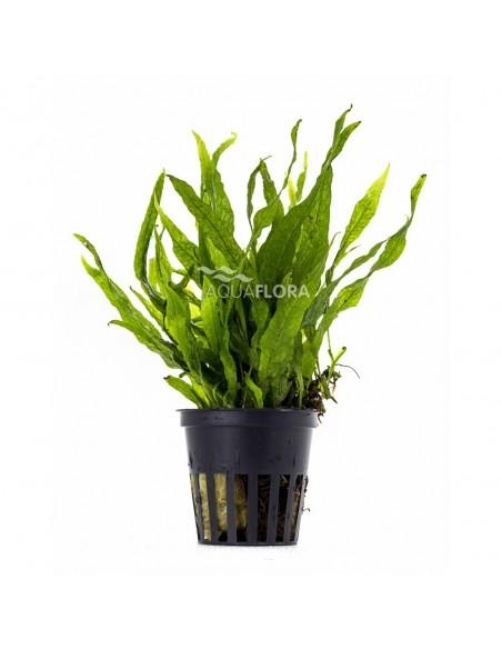 Microsorum sp. "India" Green Genome  - 1