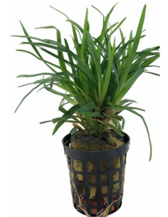 Eriocaulon sp. Vietnam (pot)  - 1