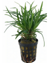 Eriocaulon sp. Vietnam (pot)  - 1