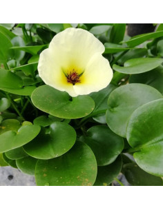 Hydrocleys nymphoides  - 1