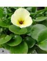Hydrocleys nymphoides  - 1