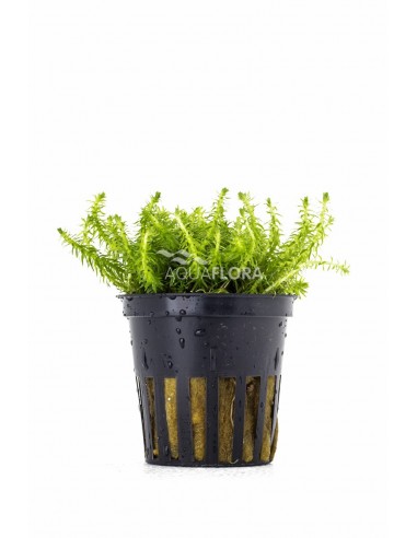 Mayaca fluviatilis  - 1
