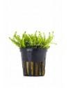 Mayaca fluviatilis  - 1