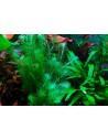 Mayaca fluviatilis  - 2