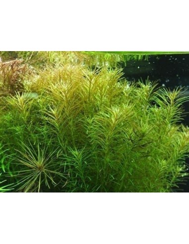 Rotala sp.'Nanjenshan' - In Vitro Cup  - 2