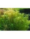 Rotala sp.'Nanjenshan' - In Vitro Cup  - 2