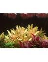 Nesea pedicellata ‘Golden’  - 3