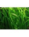 Vallisneria spiralis  - 2