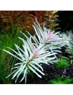 Ludwigia sp. White - In vitro  - 1