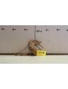 Racine Spiderwood 1338  - 1