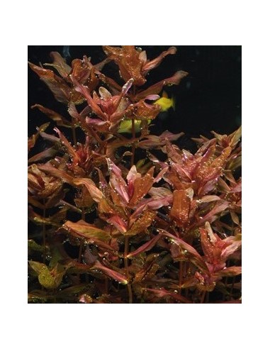 Rotala macrandra - In vitro  - 1