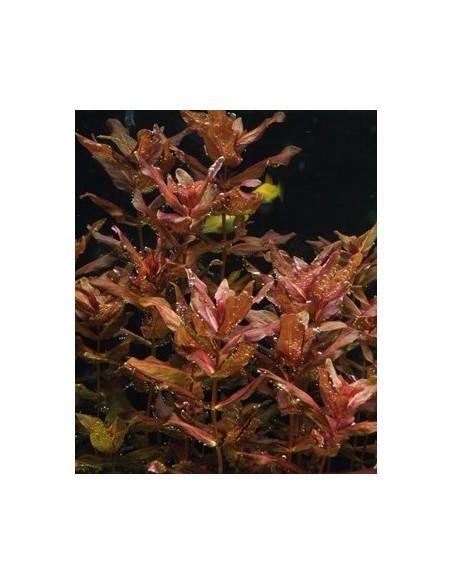 Rotala macrandra - In vitro  - 1