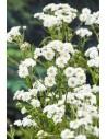 Achillea ptarmica  - 1