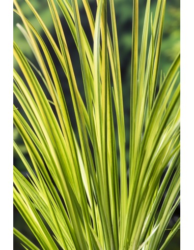 Acorus gramineus Ogon  - 1