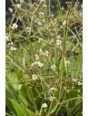 Alisma lanceolata  - 1