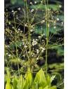 Alisma plantago-aquatica  - 1