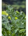 Arum italicum  - 1