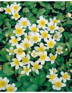 Caltha palustris alba  - 1