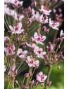 Butomus umbellatus  - 1