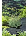 Carex panicea  - 1