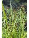 Cyperus longus  - 1